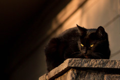 番猫