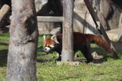 レッサーパンダ