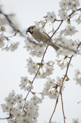 桜落とし