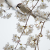 桜落とし