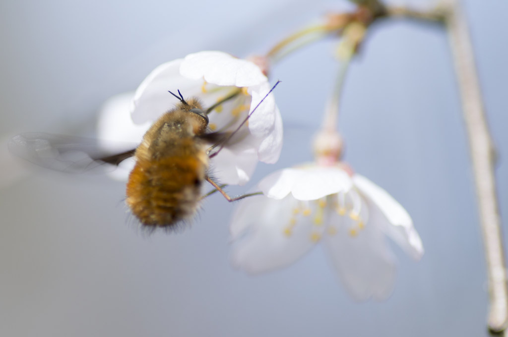 ハナバチと桜