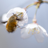 ハナバチと桜