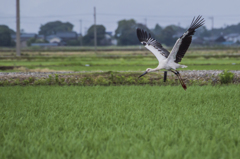 コウノトリ　飛ぶ