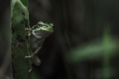 アマガエル