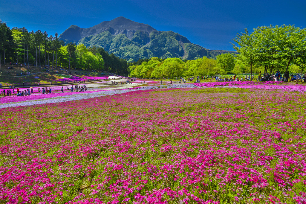秩父　芝桜