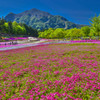 秩父　芝桜