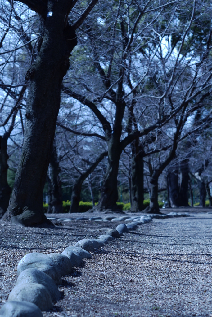 桜はまだかいな・・・