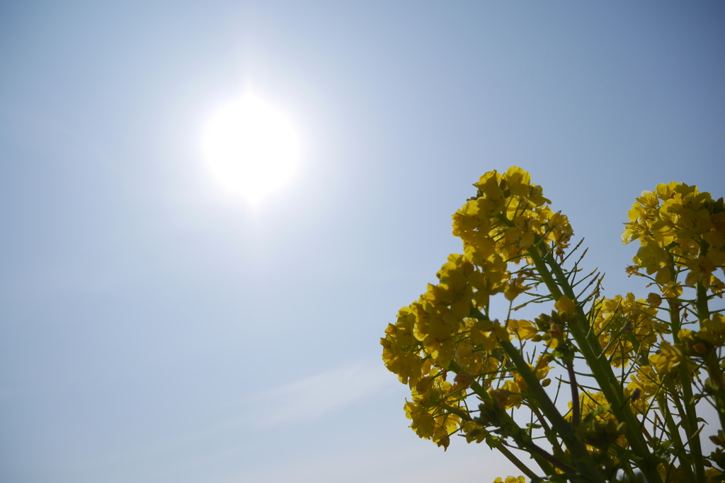 春来たり・・・