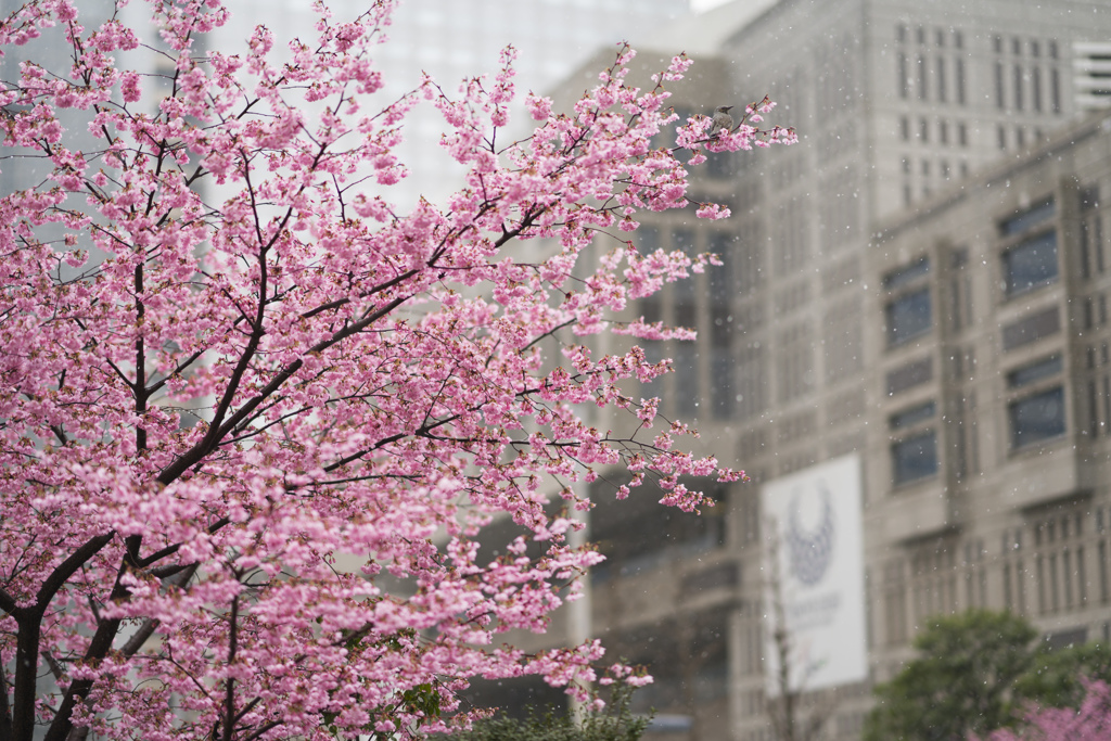 雪桜