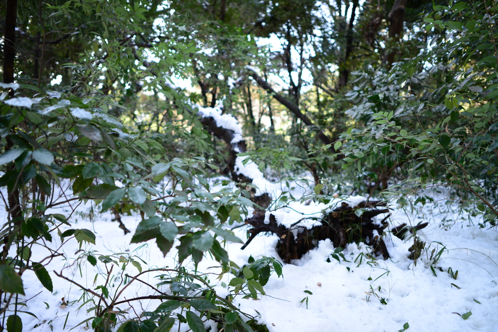 雪の日　東京　埋もれても