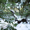 雪の日　東京　埋もれても