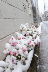 雪の日　東京　花壇の花