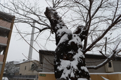 雪の日　東京　桜と煙突