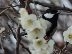 次はどの蜜すう？