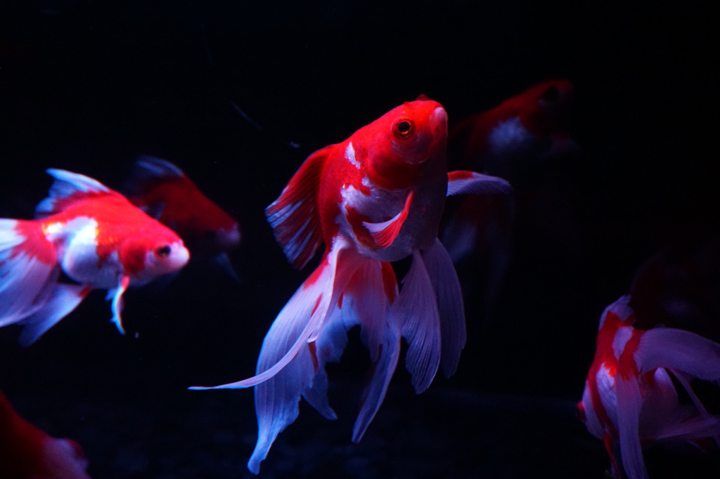 金魚