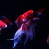 金魚