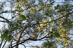 葉桜