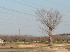 この木、なんの木。