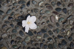 散り行く華