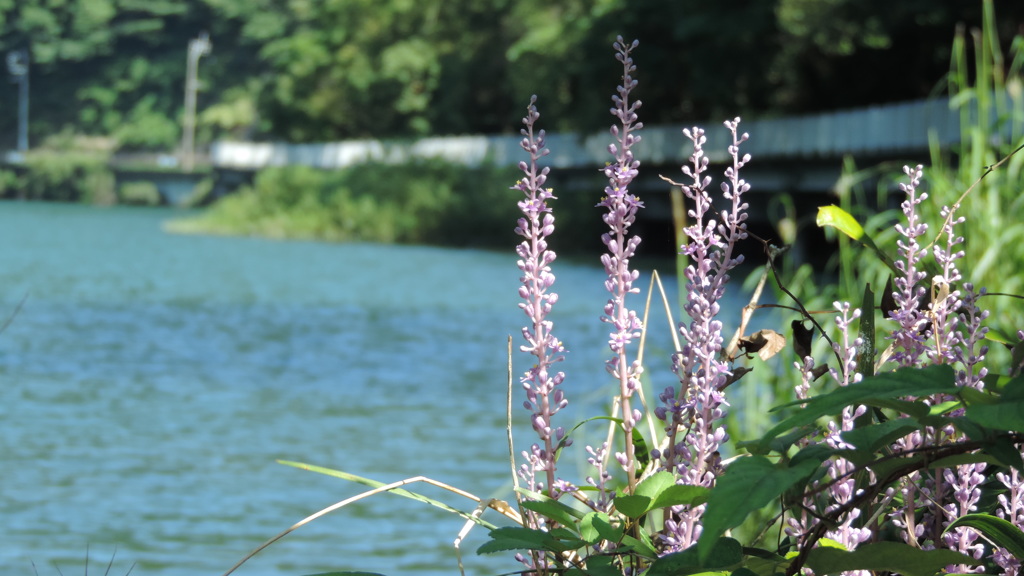 湖に咲く花
