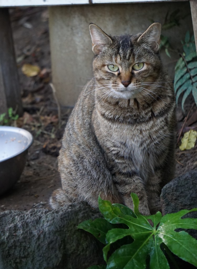 野良ねこ１
