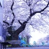 2015.4/5　桜