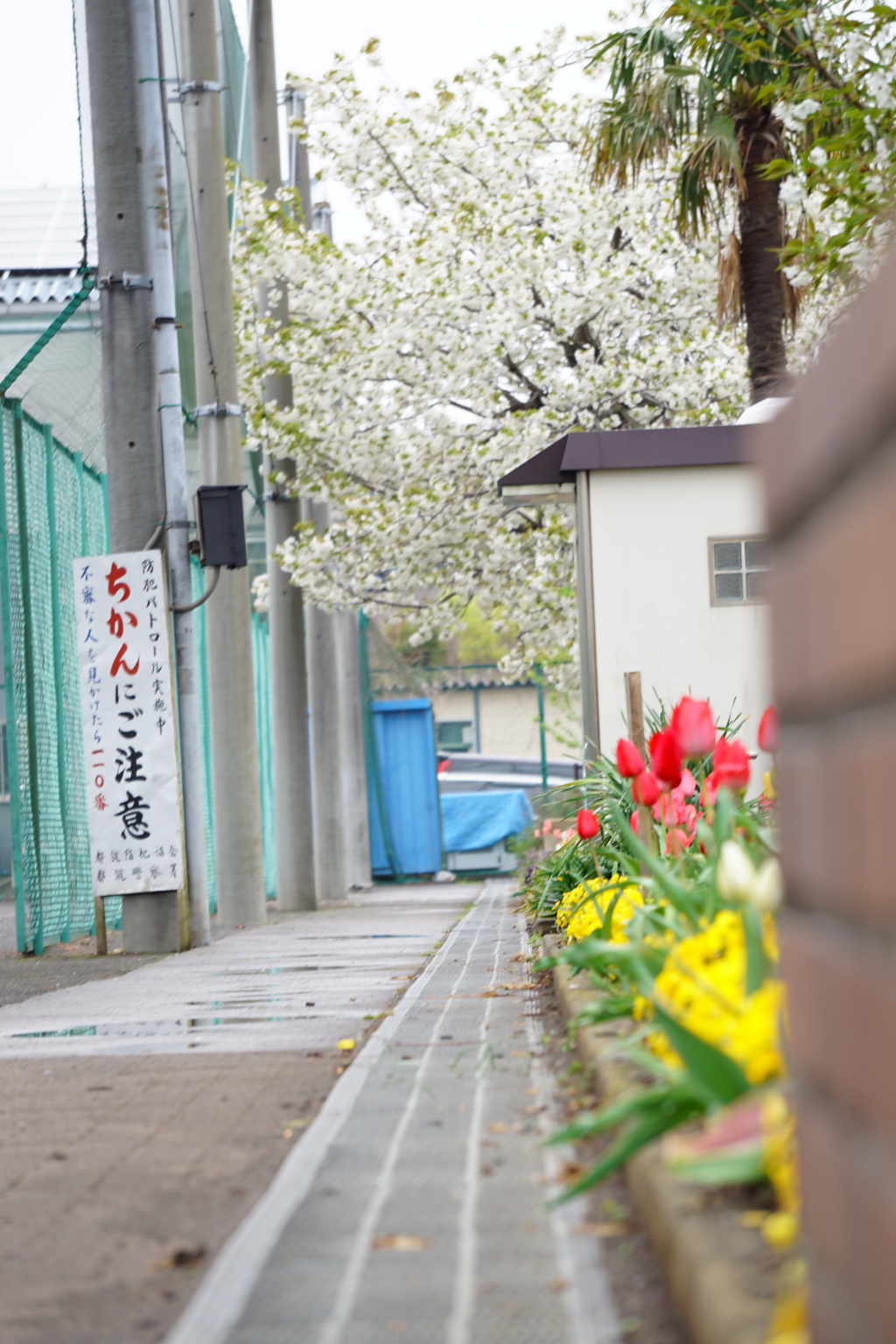 通路と桜