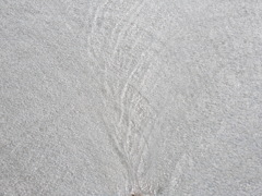 波紋の木