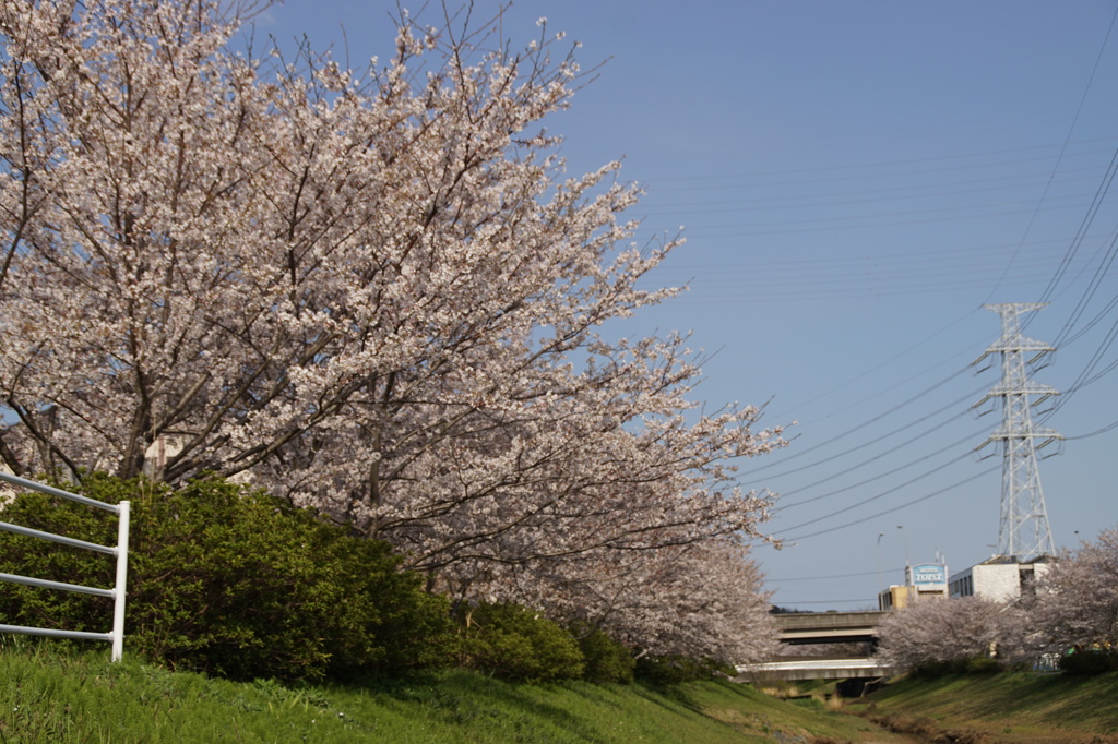 桜並木Ⅲ