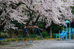 桜と遊具