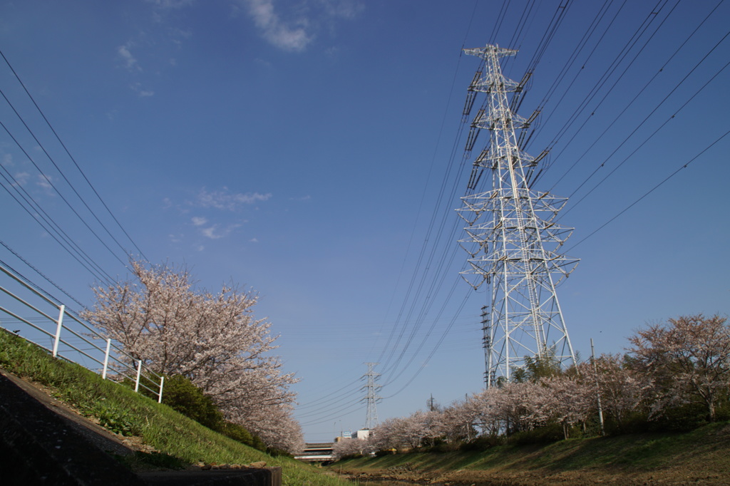 桜並木Ⅱ