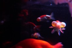 ぷんぷん