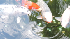 ごはんまだー？
