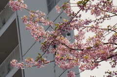 春先取り