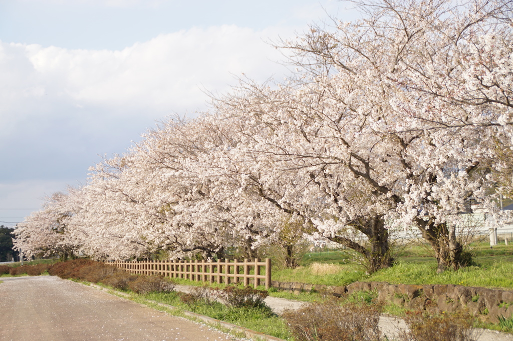 桜並木Ⅳ