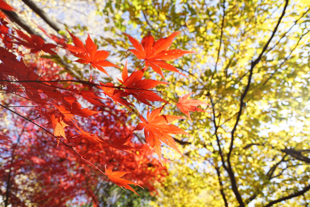 紅葉