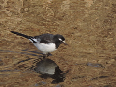 水面とにらめっこ