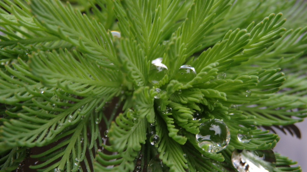水草