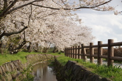 桜並木Ⅰ