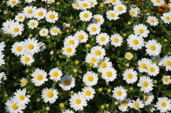 40の花