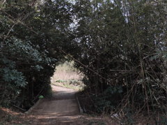 林のトンネル