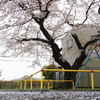 遊具と桜Ⅱ