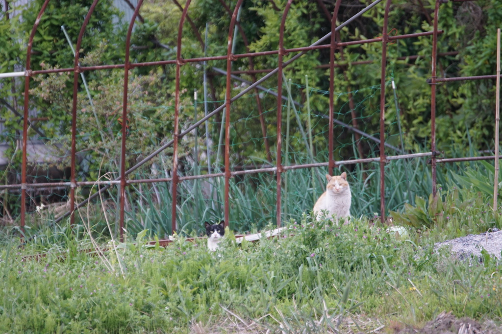 熱い眼差し