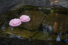 浮き花