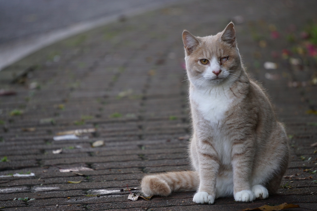 野良ねこ３