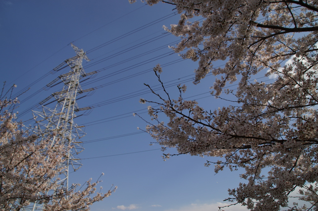 青に生える桜