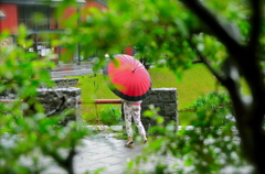 雨に咲く華一輪