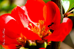 Les petites fleurs et les fourmis