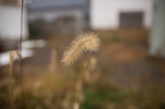 朝霧のなごり