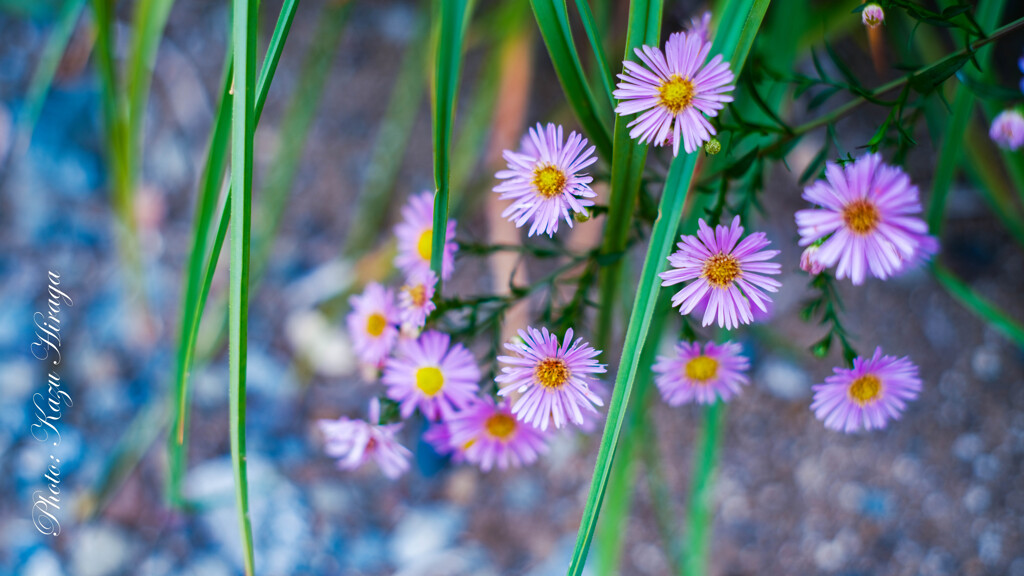 GFX with Old Lens